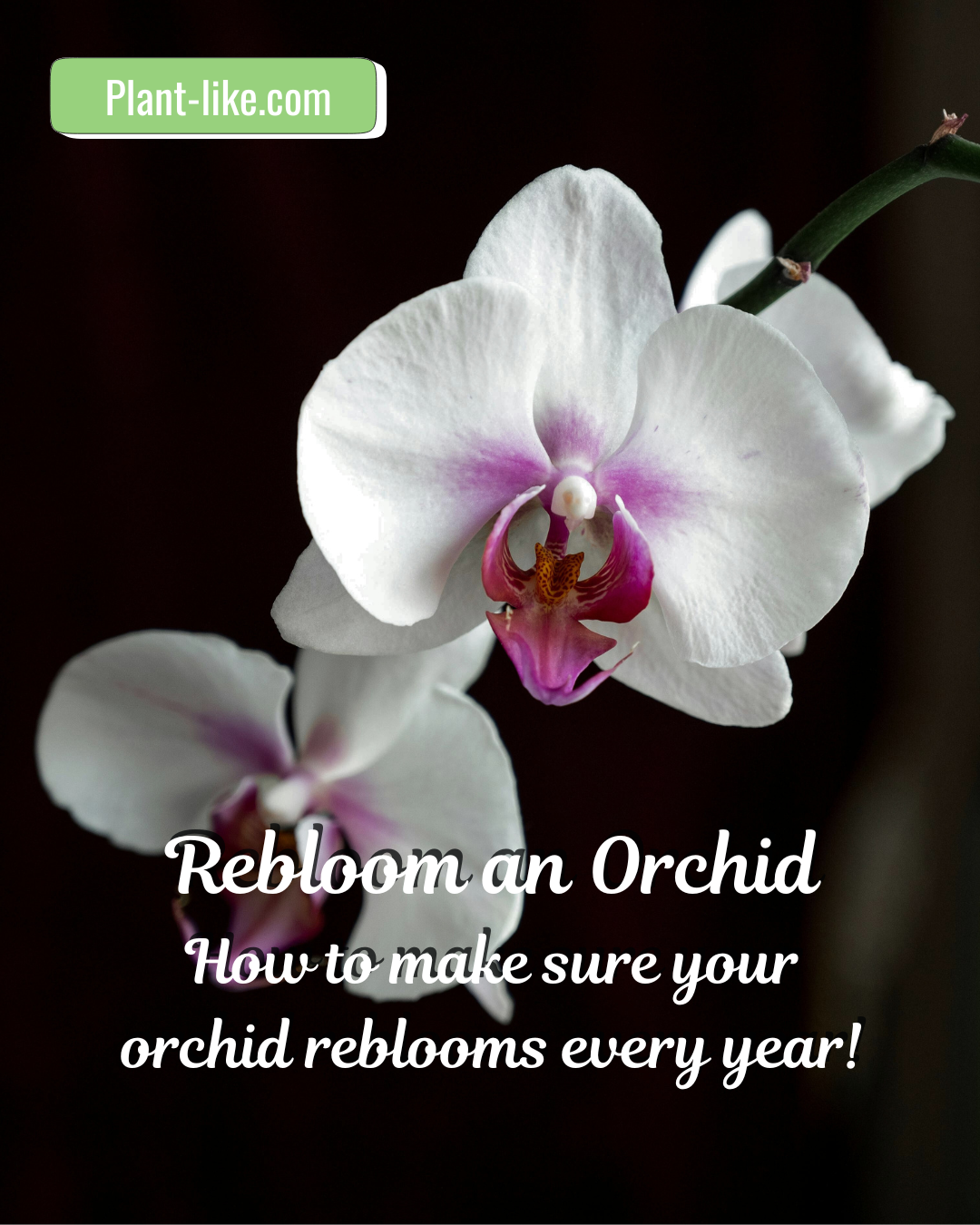 How to Rebloom an Orchid